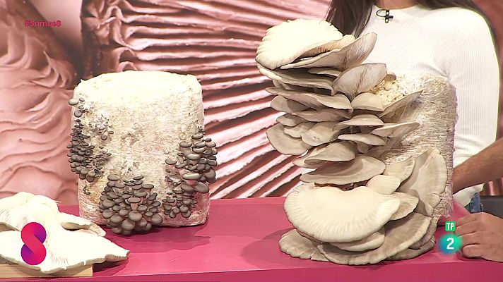 Somos 8 - Somos 8 - 12/02/2025