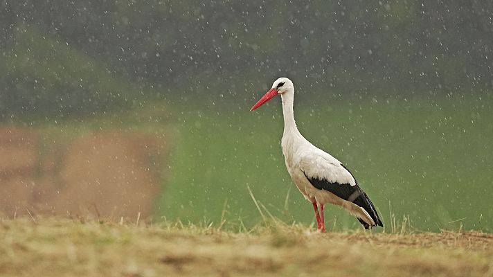 Somos Documentales - Tormentas, la vida de los animales bajo un clima salvaje