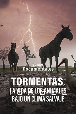 Somos Documentales - Tormentas, la vida de los animales bajo un clima salvaje