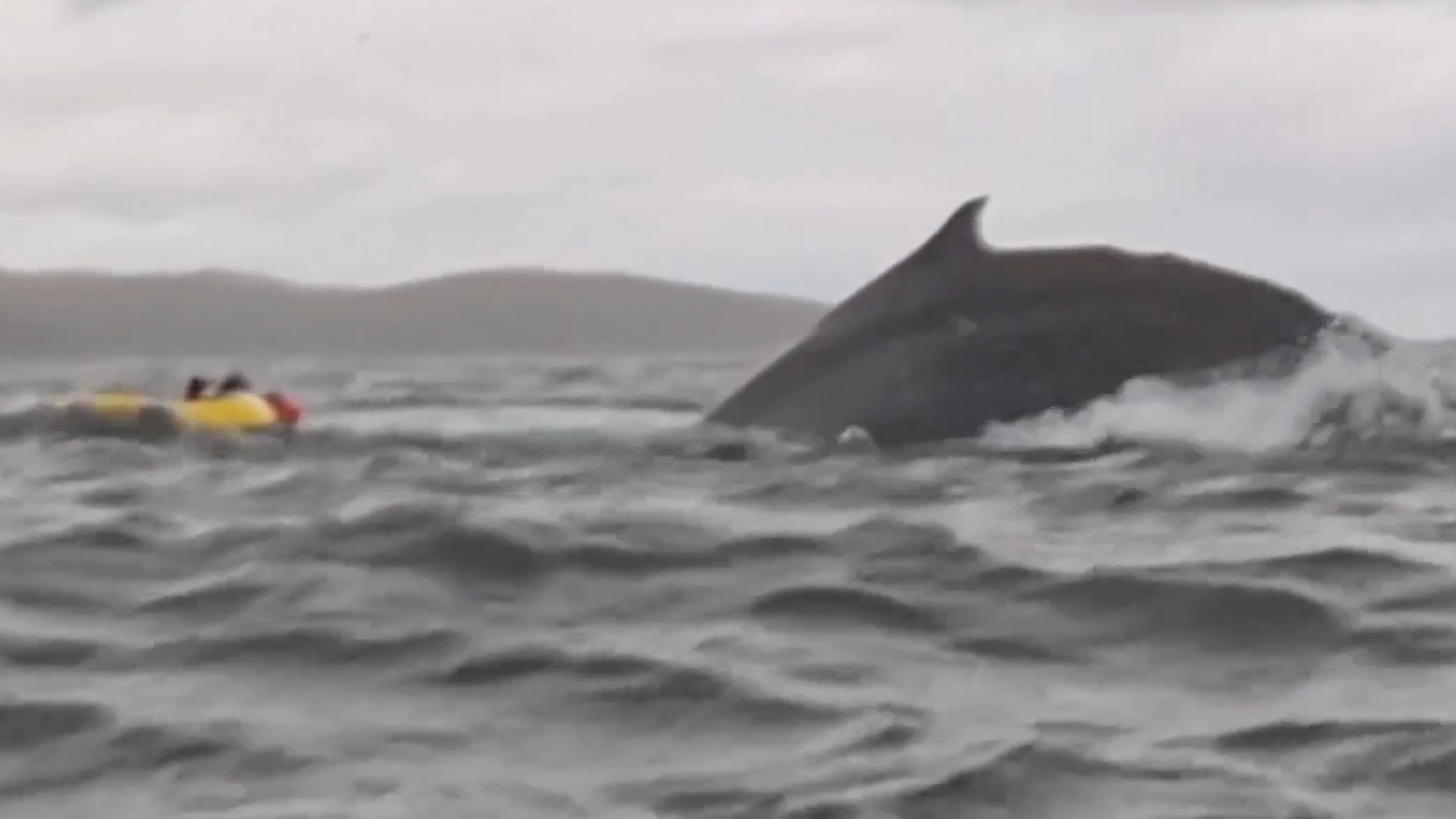 Una ballena se traga y escupe a un deportista en kayak en Chile | Ver
