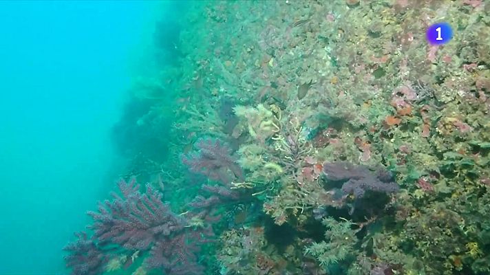 L'Informatiu - Un estudi demostra com restaurar els boscos de gorgònies
