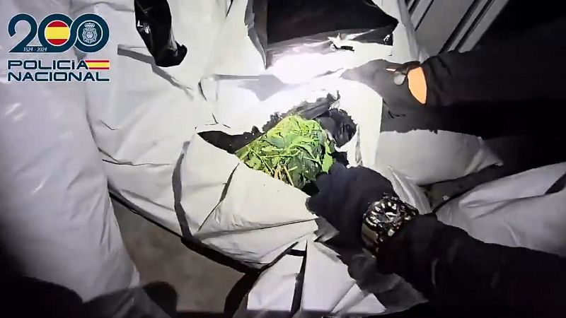 Desmantelada una plantación en Toledo con 1.350 plantas de marihuana | Ver