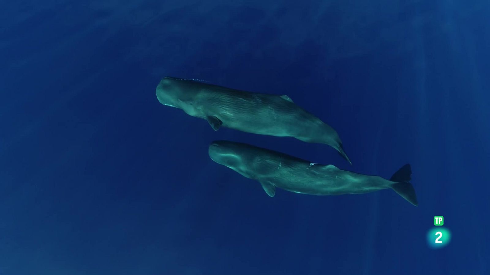 Grans documentals - En Patrick i les balenes - Veure Ara