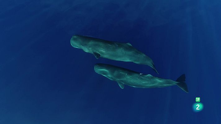 Som Documentals - En Patrick i les balenes