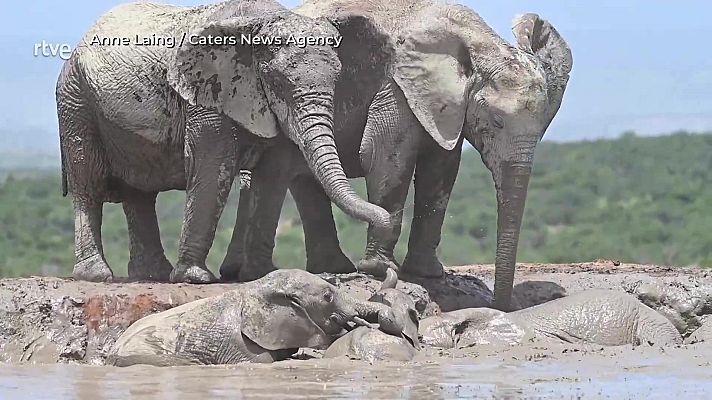 Aquí la Tierra - Rescate en comunidad