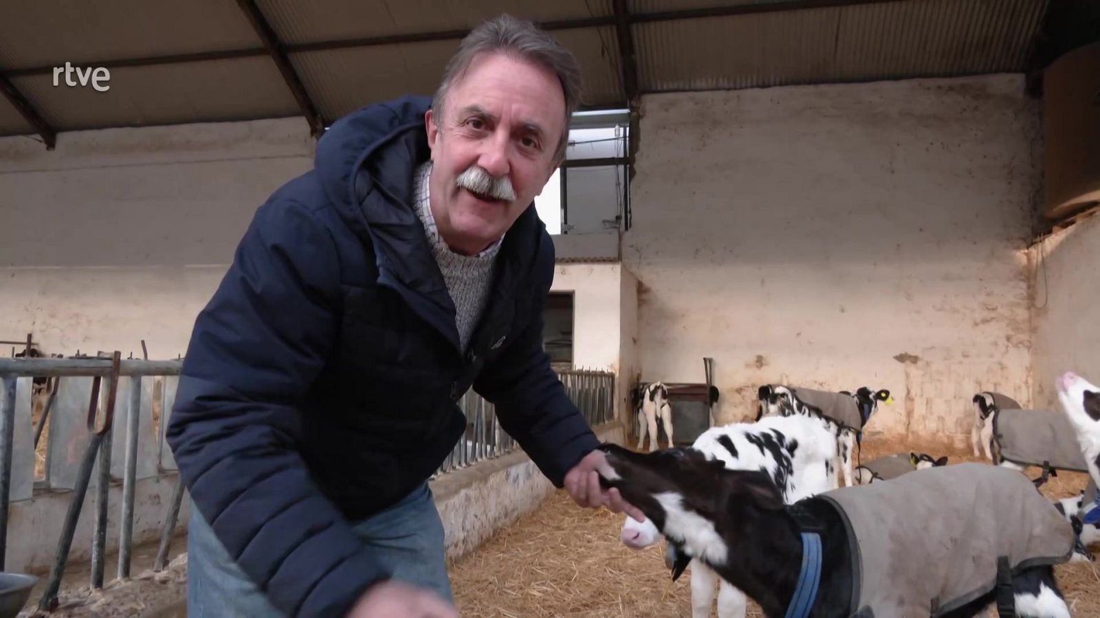 No es una vaca cualquiera - Aquí la Tierra | Ver