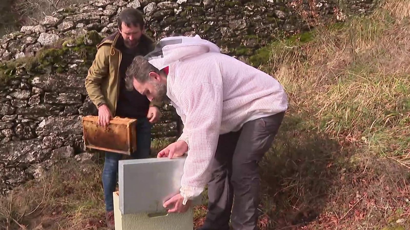 Galicia resucita la apicultura heroica de la Edad Media | Ver