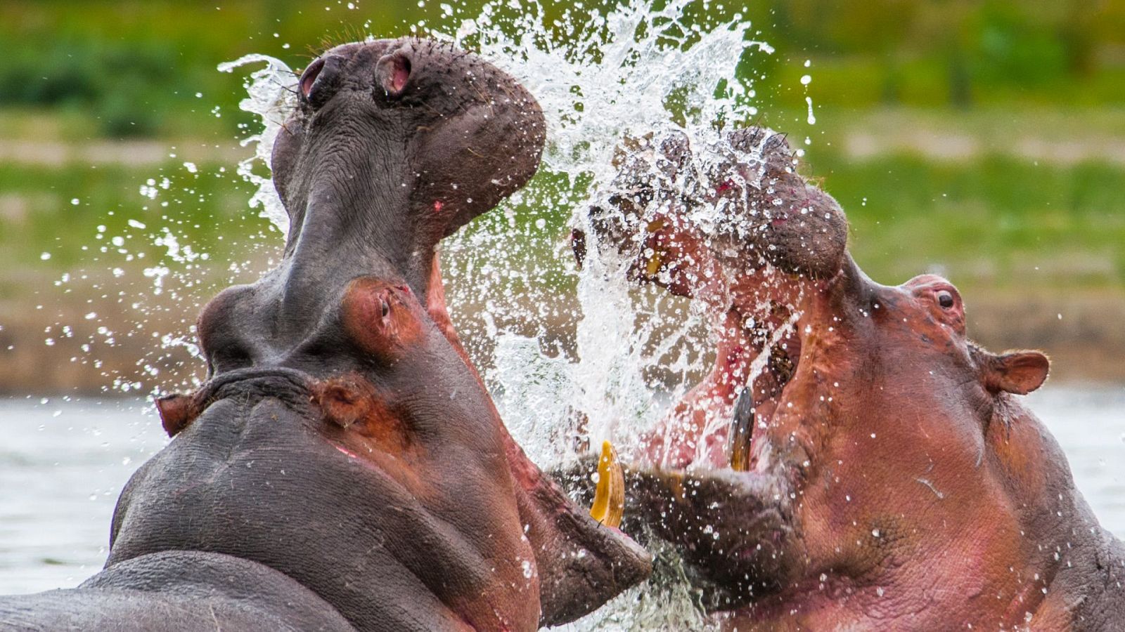 Campos de batalla naturales - Episodio 1: Furia Fría - ver ahora