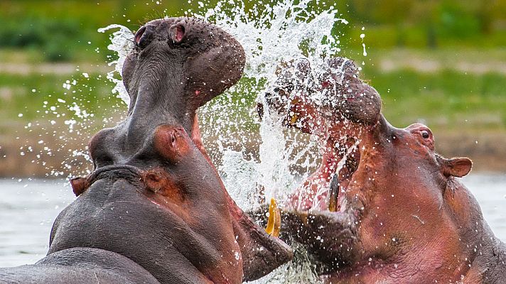 Campos de batalla naturales - Furia Fría