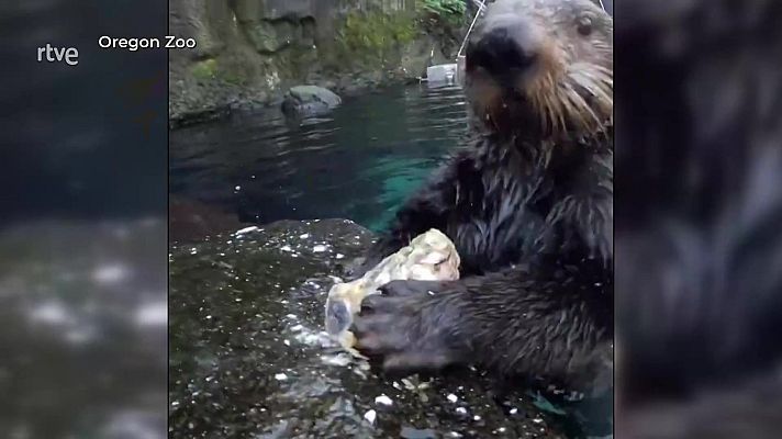 Aquí la Tierra - ¡Ostras! Nutrias hambrientas