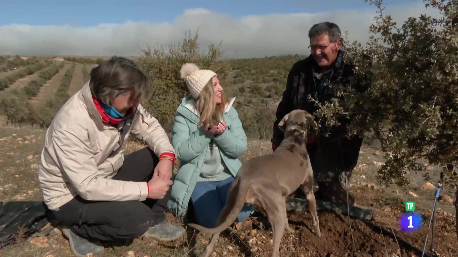 Tesoro de la tierra: la trufa - Aquí la Tierra | Ver