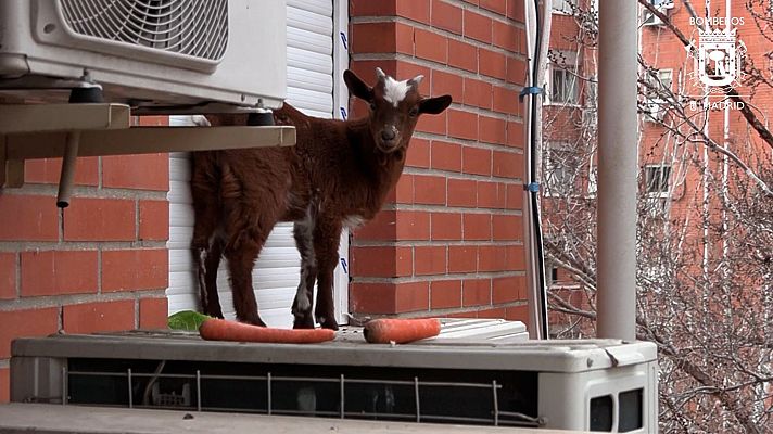 Informativo 24h - Los bomberos rescatan una cabra posada sobre la ventana de un quinto piso en Madrid