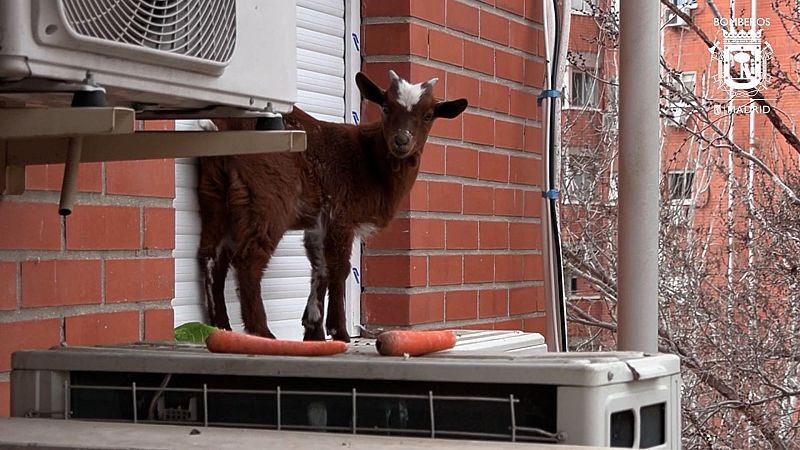 Madrid: Los bomberos rescatan a una cabra de la ventana de un quinto piso - Informativo 24h | Ver
