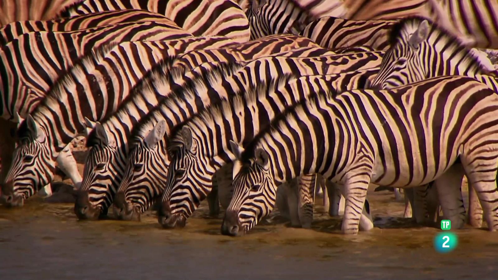 Grans documentals - Camps de batalla naturals: resistir la calor - Veure Ara