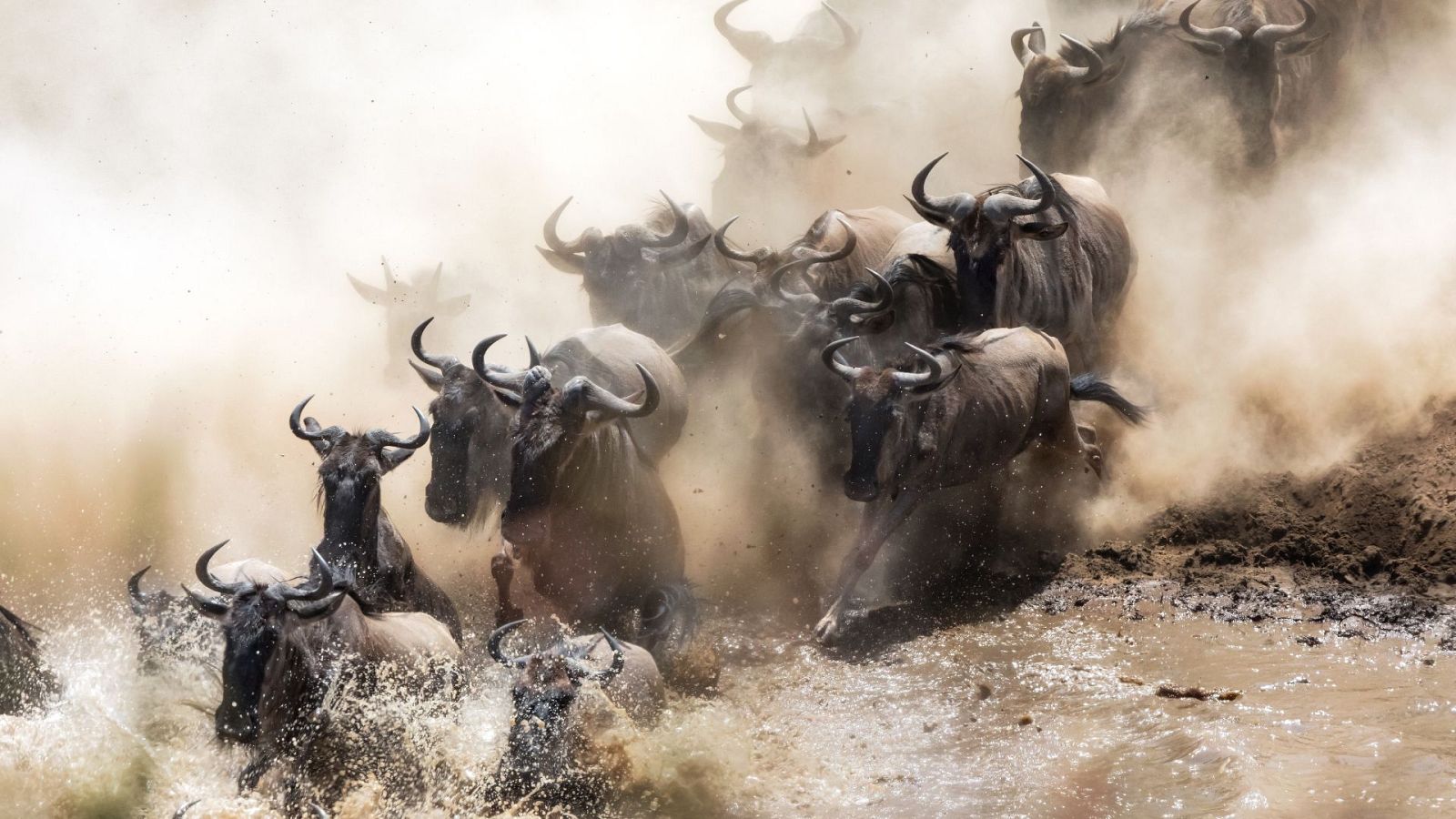 Campos de batalla naturales - Episodio 3: Luchas forestales - ver ahora