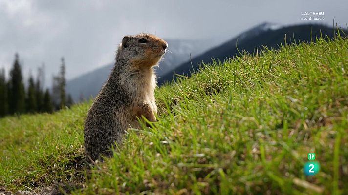 Som Documentals - Camps de batalla naturals: lluites forestals