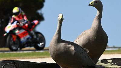 Bautista y Ducati inician su reconquista del Mundial de Superbike, que defiende Razgatlioglu