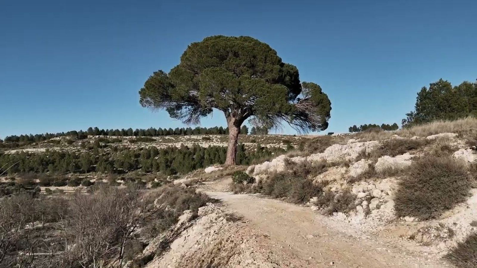 Un pino de Albacete se hace viral en La Revuelta y podría ganar el premio de árbol europeo del año | Ver