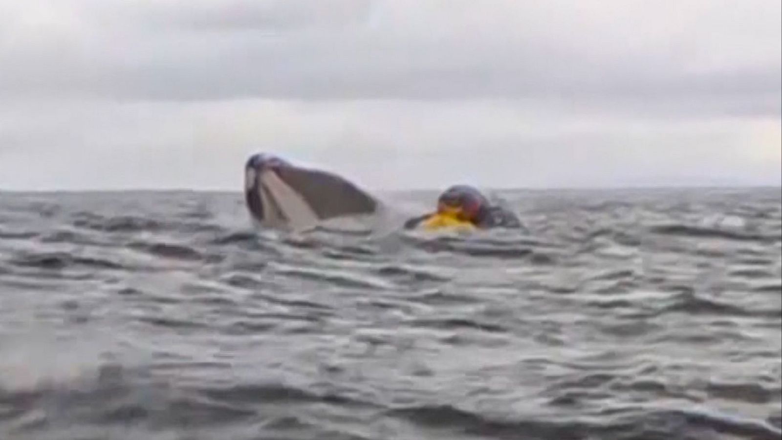 Engullido y escupido por una ballena: "Fui bendecido" - Fin de semana 24h | Ver