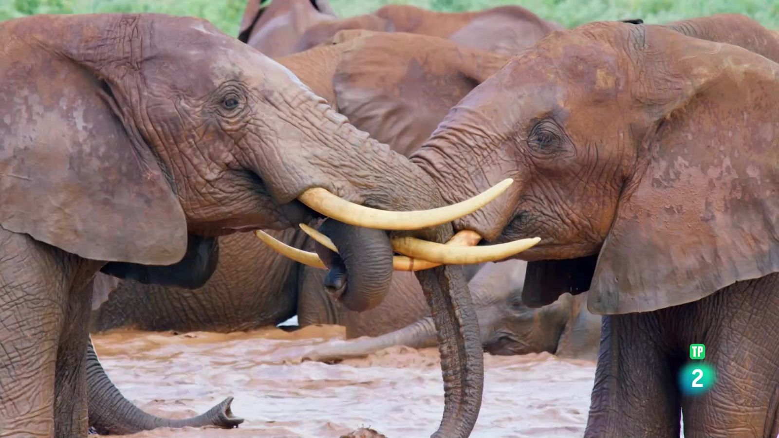 Grans documentals - Hi havia una vegada a Tsavo: l'època d'abundància - Veure Ara