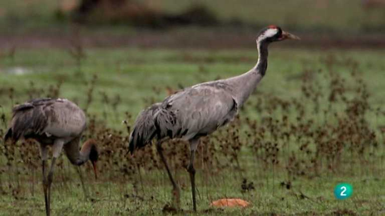 Biodiario - 08/01/13 - ver ahora
