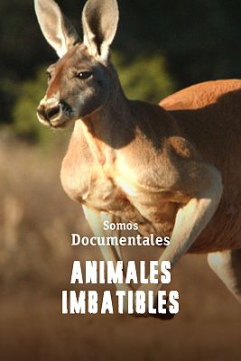 Somos Documentales - Animales Imbatibles