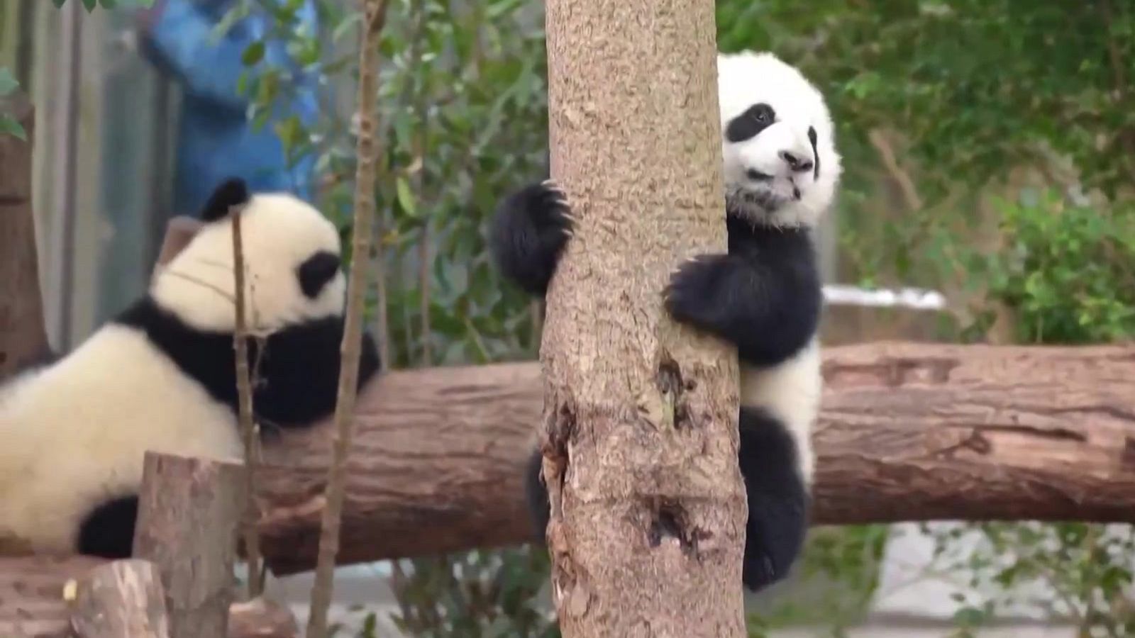 Panditas recién nacidos | Ver