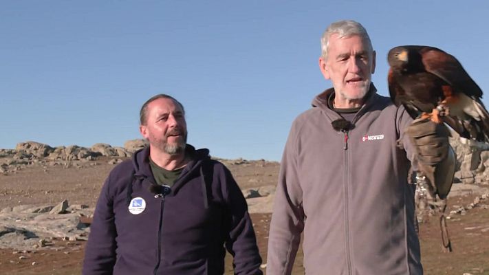 Aquí la Tierra - Cetrería con Itu