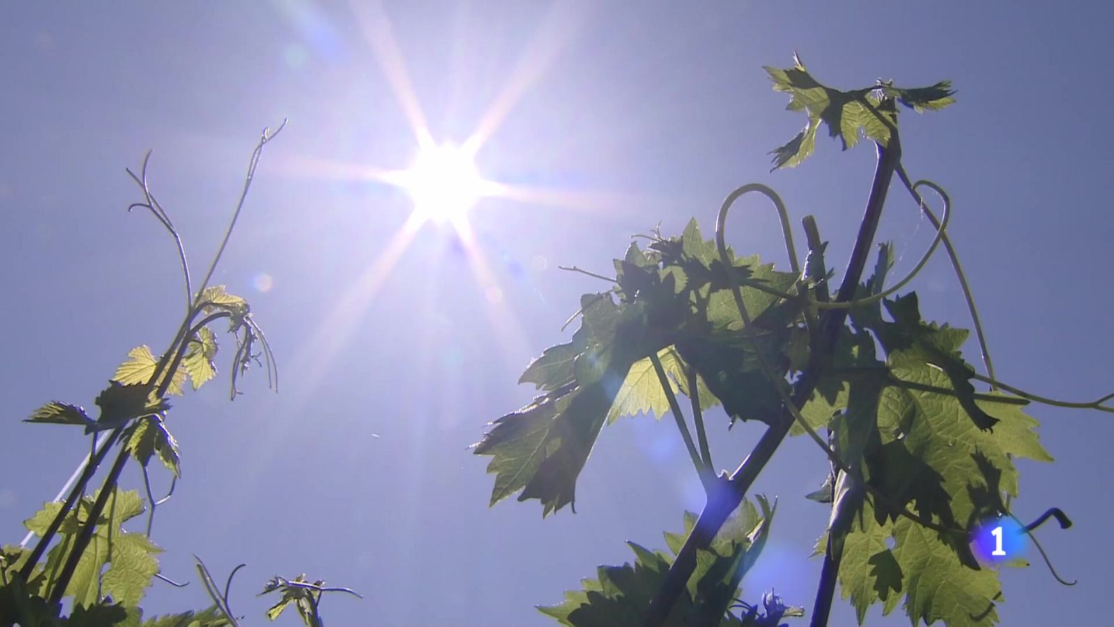 Informativo Telerioja - 25-02-2025 | Ver