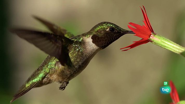 Som Documentals - Animals plusmarquistes, estrambòtics i extravagants