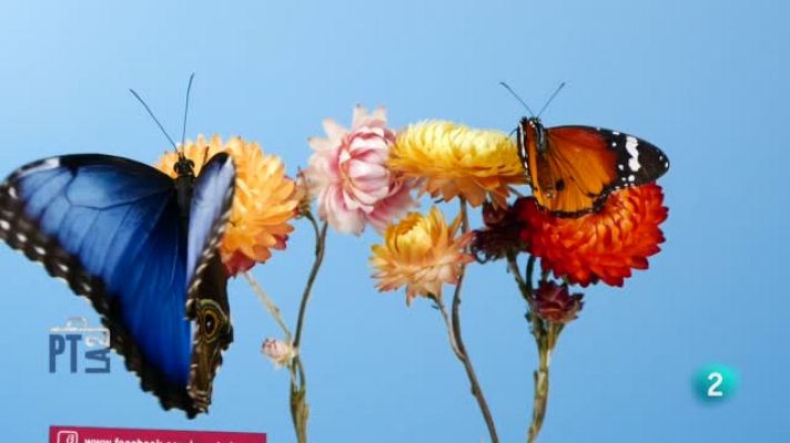 Para todos La 2 - La bióloga Evelyn Segura nos presenta algunos animales auténticos maestros del engaño