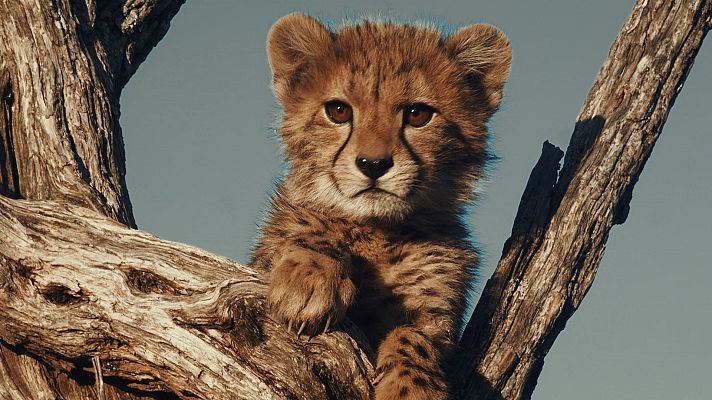 Una manada de guepardos - Dos madres, nueve cachorros