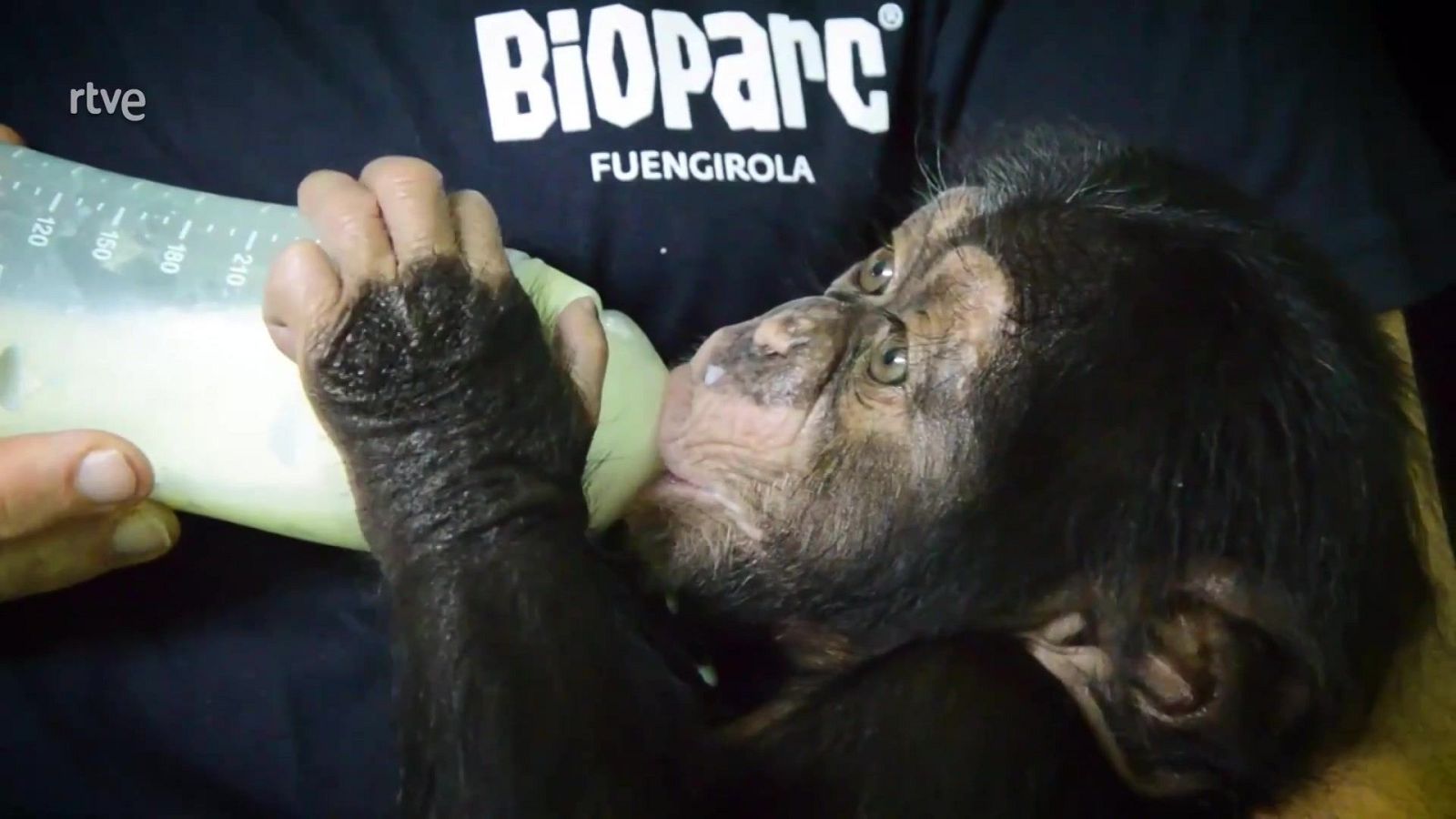 ¡Bienvenido pequeñajo! - Aquí la Tierra | Ver