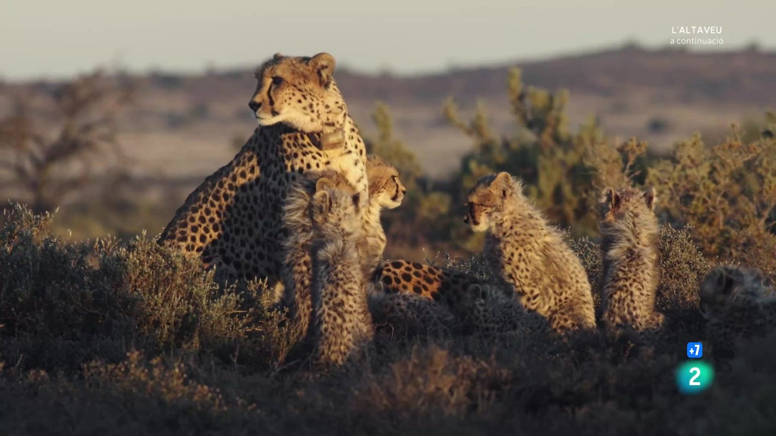 Grans documentals - una manada de guepards: dues mares i nou cadells - Veure Ara