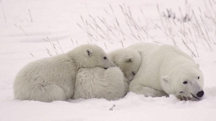 Aquí la Tierra - Día internacional del oso polar