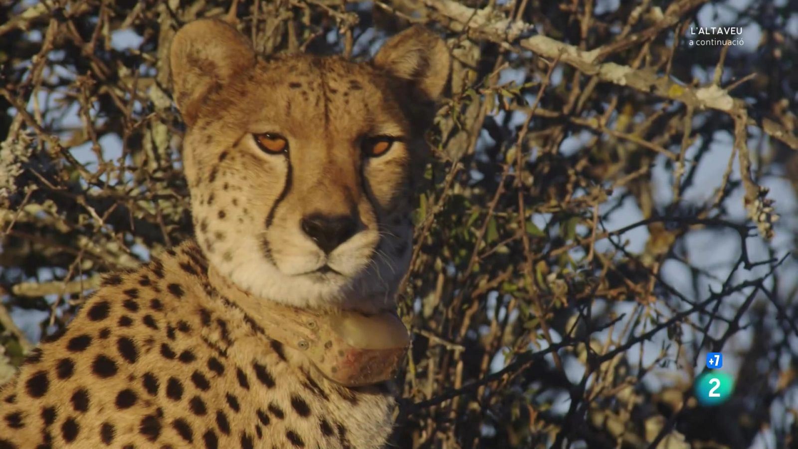 Grans documentals - Una manada de guepards: la lluita per la supervivència - Veure Ara