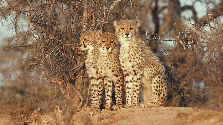 Una manada de guepardos - Separaciones y reencuentros