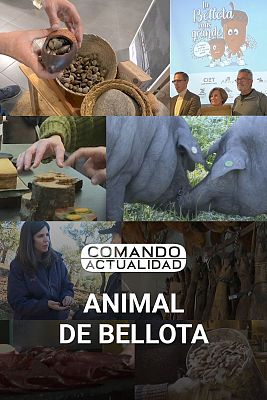 Comando Actualidad - Animal de bellota