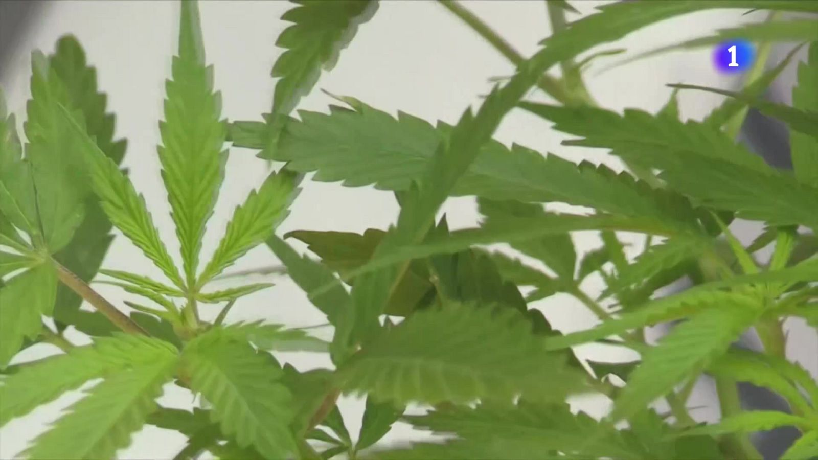 Peligros de la marihuana modificada genéticamente | Ver