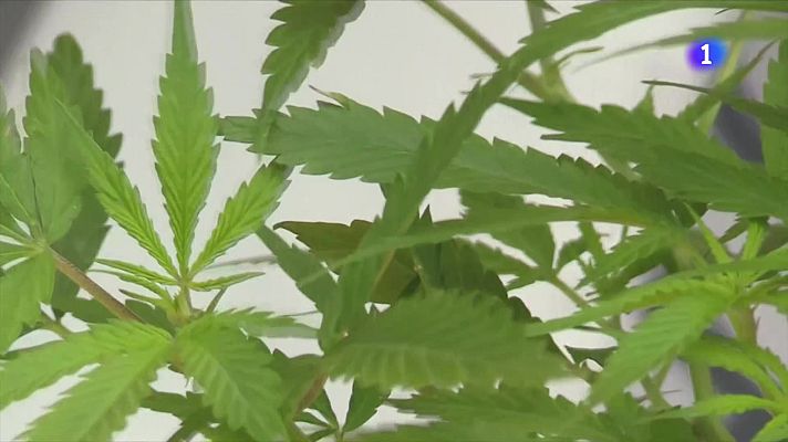 Telediario Fin de Semana - Peligros de la marihuana modificada genéticamente