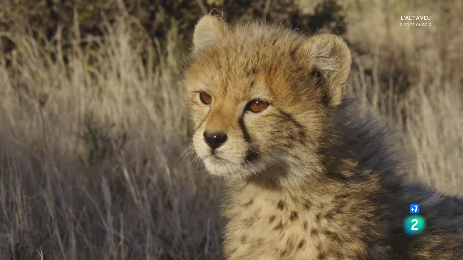 Grans documentals: Una manada de guepards: separacions i retrobaments - Veure Ara