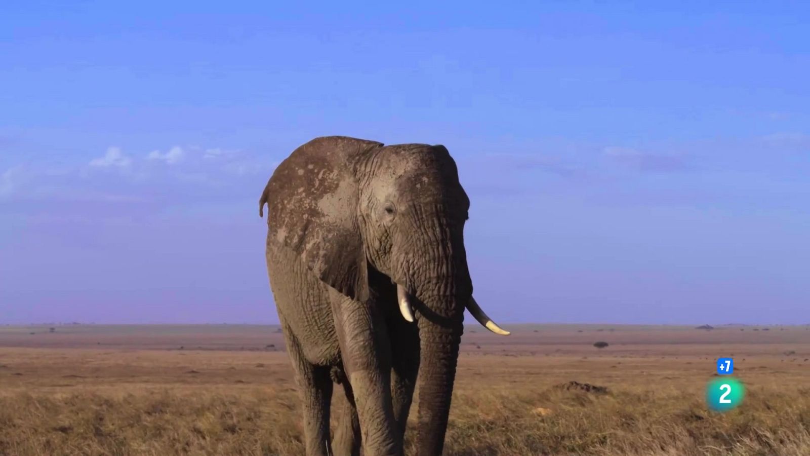 Grans documentals: El Serengeti - Veure Ara