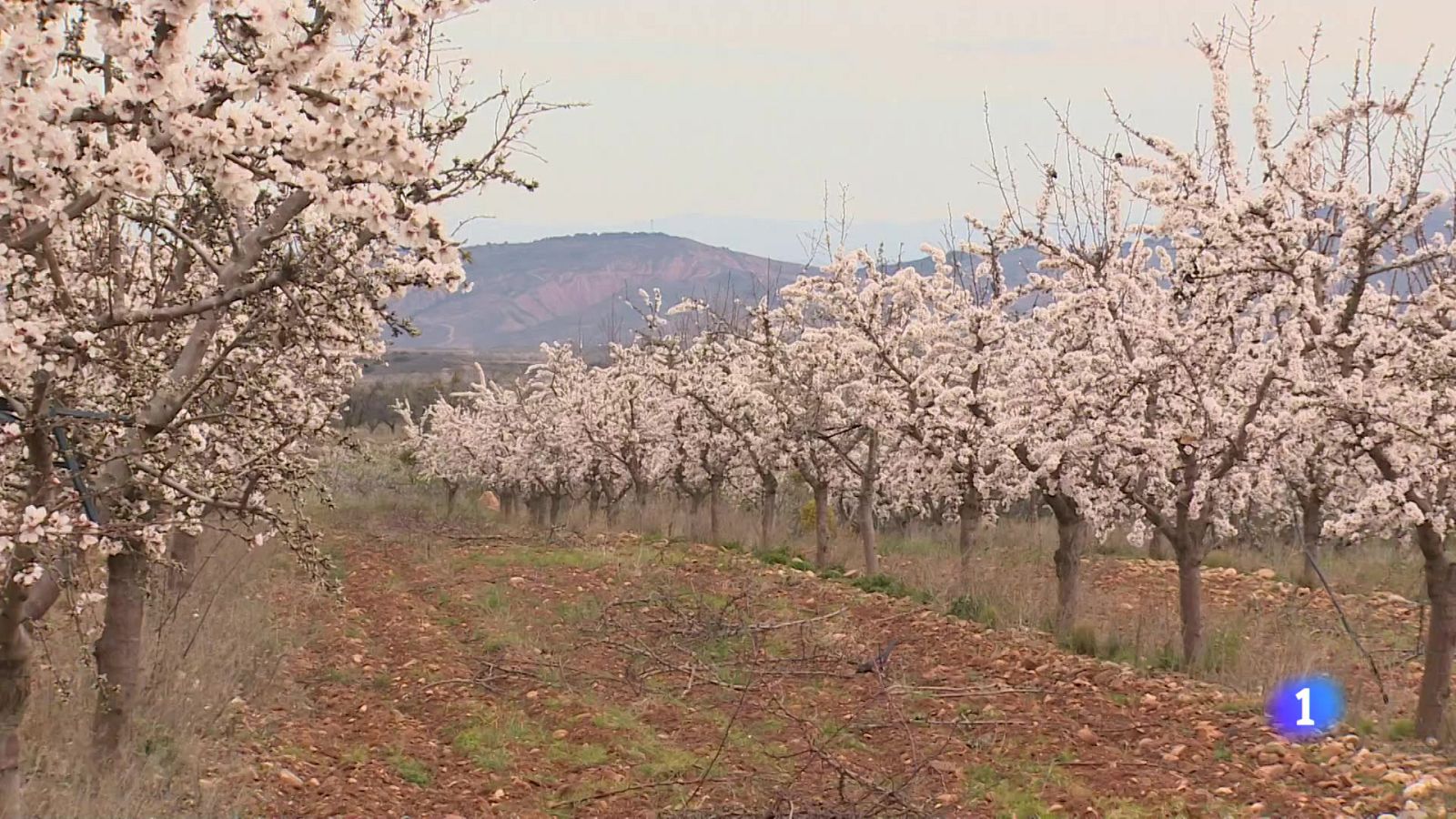Informativo Telerioja - 03-03-2025 | Ver