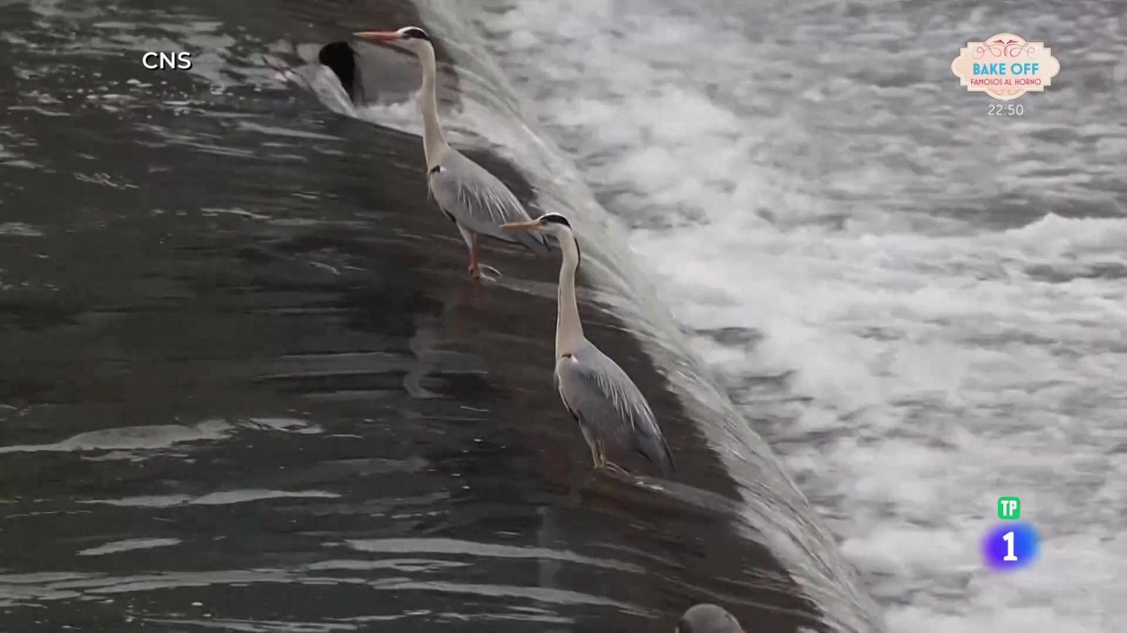 Garzas con mucha pachorra - Aquí la Tierra | Ver