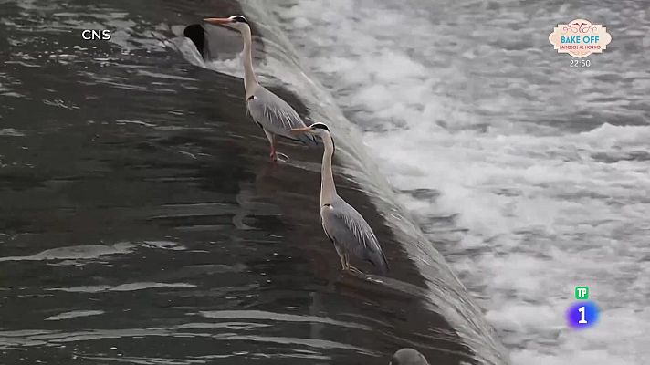 Aquí la Tierra - Garzas con mucha pachorra
