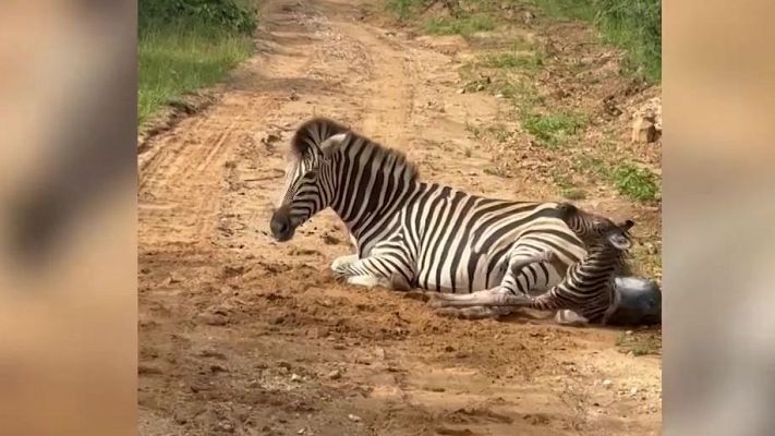 Aquí la Tierra - ¡Parto en el safari1