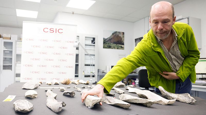 Un estudio muestra las primeras hachas de hueso de la historia - La tarde en 24h | Ver