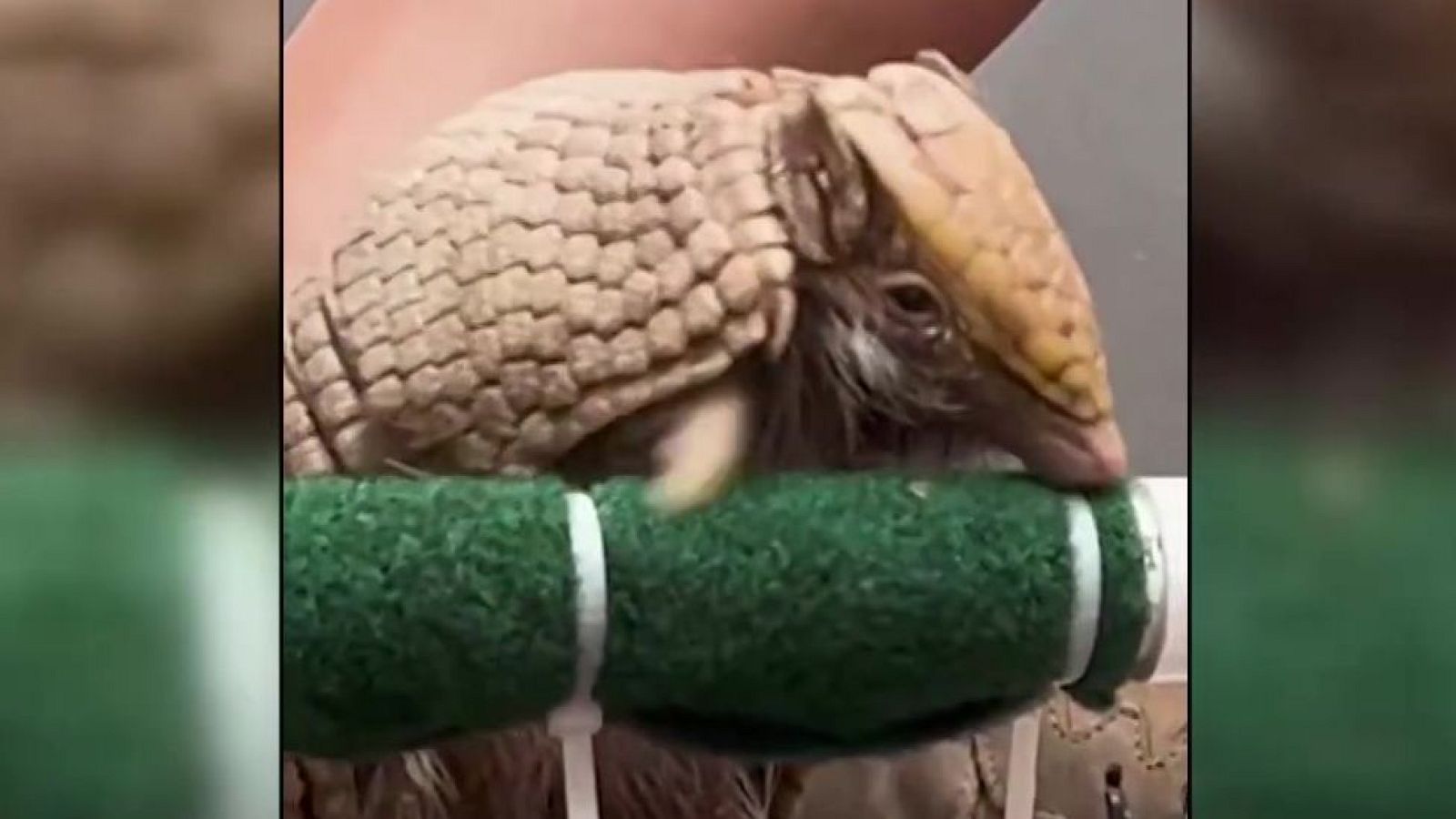 Armadillo juguetón | Ver