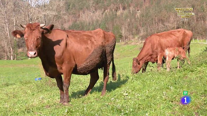Aquí la Tierra - La vaca pasiega