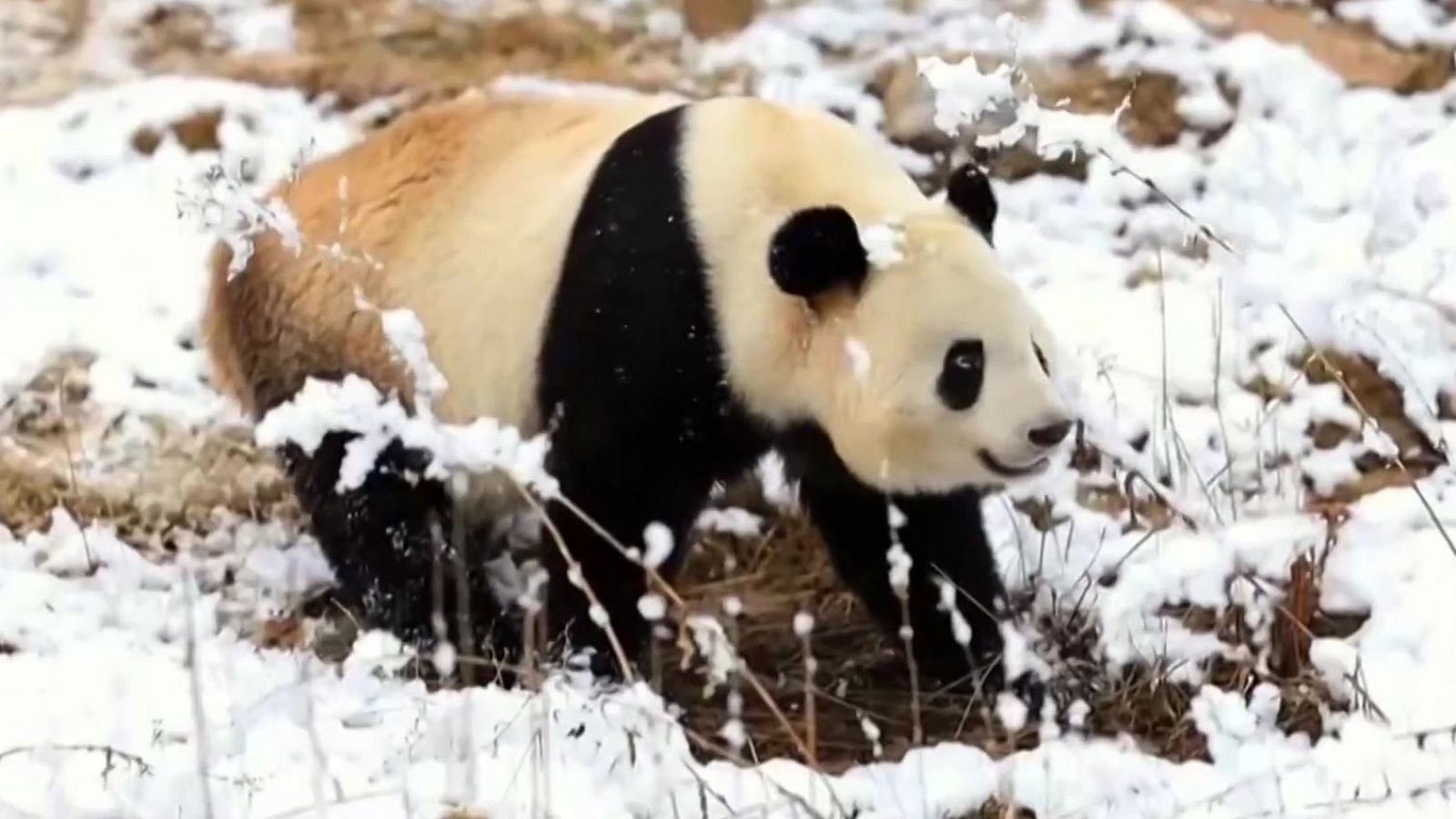 Pandas en la nieve | Ver